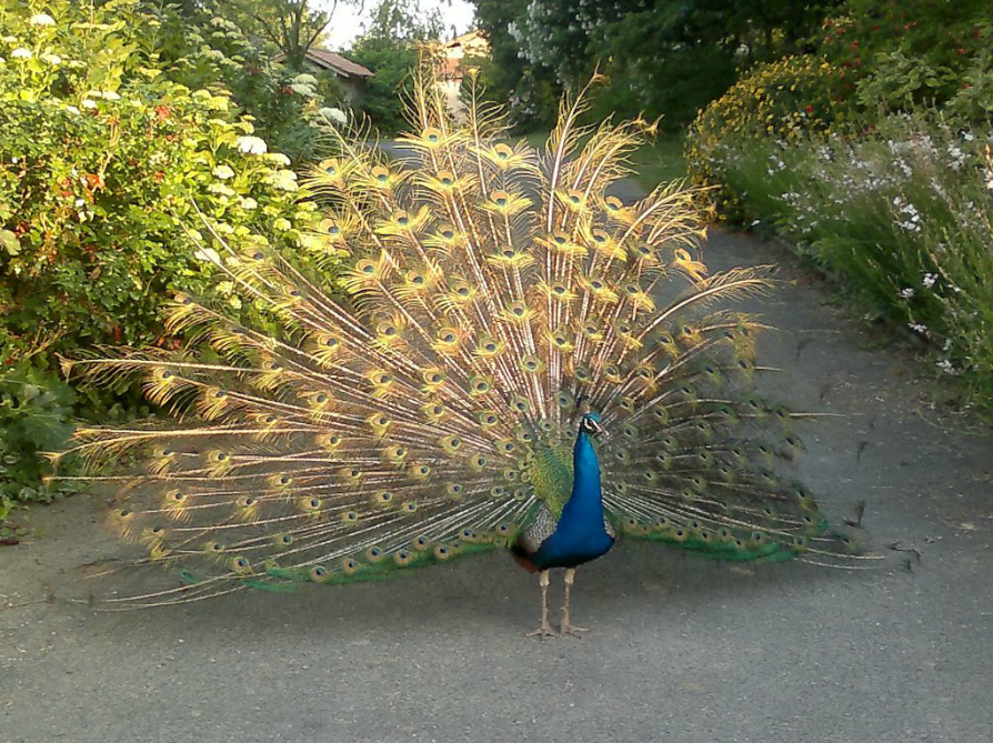 parc floral giroussens