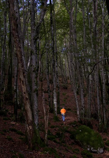 LIAUTARD Jean-Pierre - Promenade en forêt dans le secteur du lac du Laouzas