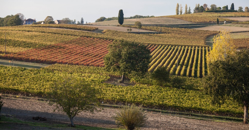 Vignoble, Gaillac - © jpazam (Flickr)