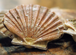 Coquilles Saint Jacques aux pistaches et à l'orange