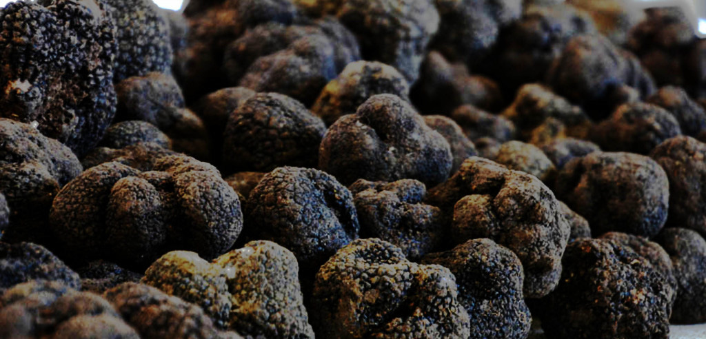 Les truffes, un produit du terroir du Sud-Ouest