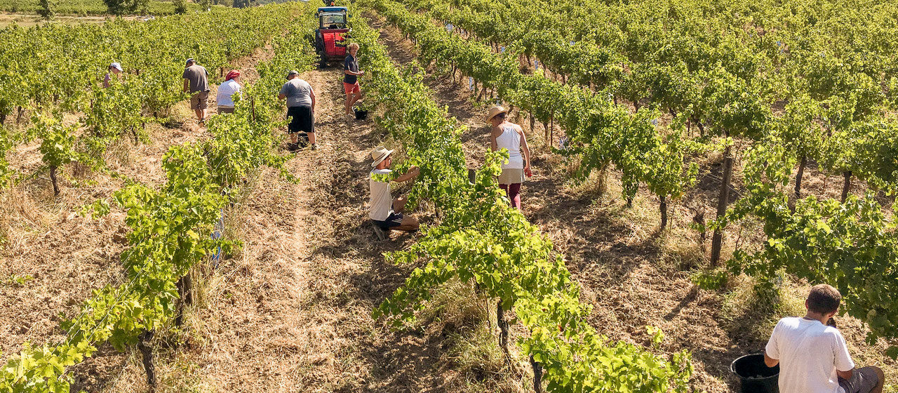 La Taille de la Vigne